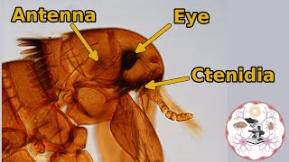 Microscopic Flea Anatomy [upl. by Close]