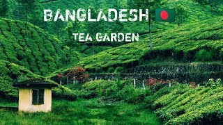 BANGLADESH  The Most BEAUTIFUL Tea Garden Youll Ever Visit  Sylhet [upl. by Rolyt595]