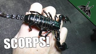 ALL OF MY SCORPIONS [upl. by Mathias]