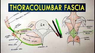 Thoracolumbar Fascia  Anatomy Tutorial [upl. by Ahsratal]