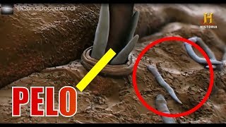 Documental  INVISIBLE 40 cosas que el ojo no ve History Channel HD [upl. by Mallin841]