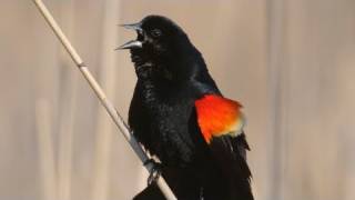 How Nature Works Redwinged Blackbird Display [upl. by Maighdiln349]