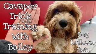 Teaching your Cavapoo Tricks  Tips with Bailey [upl. by Modestine305]