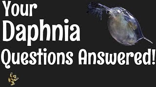 Daphnia Questions Answered [upl. by Akemehs]