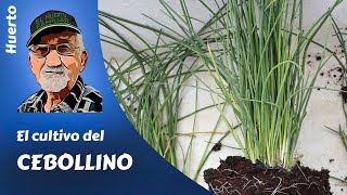 EL CEBOLLINO el cultivo completo del cebollino [upl. by Horner44]