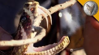 Insane Fangs of the Eastern Diamondback Rattlesnake [upl. by Brittain757]