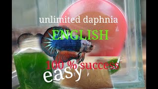 daphnia moina culture Easy way Unlimited production English  with sub Green water Chlorella [upl. by Dardani]