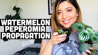 WATERMELON PEPEROMIA PROPAGATION  WATERMELON PEPEROMIA CARE [upl. by Edelson]