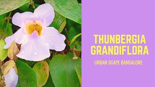 How to transplant and take care of Thunbergia GrandifloraBengal Clock Vine Kukua Loti in Assamese [upl. by Najed995]