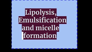 Lipolysis emulsification and micelle formation [upl. by Ynattirb]