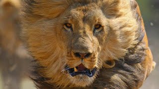 WHEN LIONS ATTACK BRUTAL National Geographic Documentary 2020  1080p [upl. by Emeric]