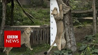 ZSL London Zoo annual Animals weighin  BBC News [upl. by Yremrej981]