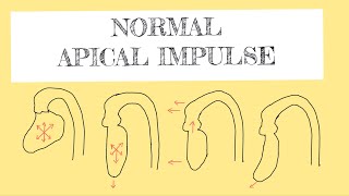 Normal apical impulse [upl. by Oinafipe]