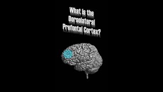 Dorsolateral Prefrontal Cortex DLPFC [upl. by Harald]