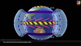 Tricellular circulation [upl. by Tabor461]