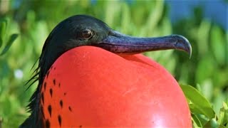 Bizarre Mating Ritual Of The Frigatebird  Wild Caribbean  BBC Earth [upl. by Boote]