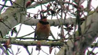 Oregon Outdoors Varied thrush singing [upl. by Ymmac54]