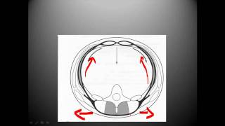 Thoracolumbar fascia biomechanics [upl. by Eivod90]