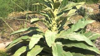 Plant portrait  Common mullein Verbascum thapsus [upl. by Wiltshire]