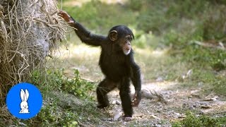 Cuddly Baby Chimpanzees  Cutest Compilation [upl. by Edora108]