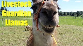 Livestock Guardian Llamas [upl. by Phionna]