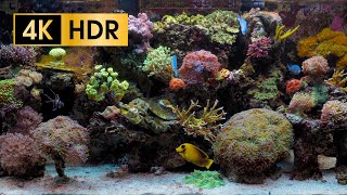 Coral Reef Aquarium  4K HDR 60 fps  no loop [upl. by Cypro]