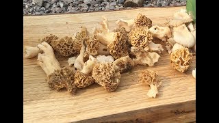 Common Morels on a foraging course [upl. by Gnas]