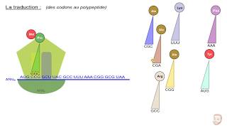 La synthèse des protéines [upl. by Reis]