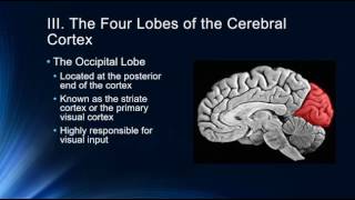 Introduction to the Cerebral Cortex [upl. by Ines152]