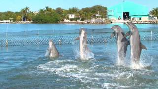 Dolphin Dance Video [upl. by Fendig]