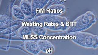 Wastewater Microbiology [upl. by Nnayllas]