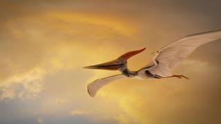 How Were Pterosaurs Adapted for Flight [upl. by Kroll]