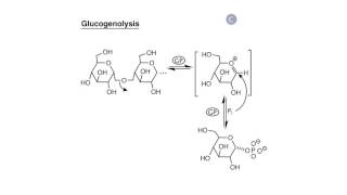 Carbohydrate Biosynthesis I Glycogen Synthesis [upl. by Arikahc]