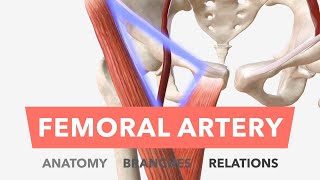 Femoral Artery  Anatomy Branches amp Relations [upl. by Zigmund]