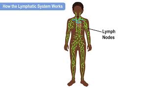 How the Lymphatic System Works [upl. by Kalila860]