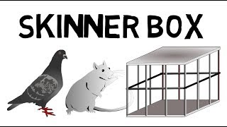 Das Skinner Box Experiment leicht erklärt [upl. by Ellimaj]