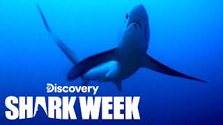 Tagging the Elusive Thresher Shark  Shark Week [upl. by Bettine]