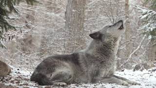 Wolfs Sweet Voice Inspires 50 Wolves to Howl [upl. by Fredie808]