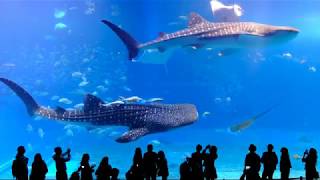 Aquarium Kuroshio Sea Okinawa Churaumi Aquarium 4k [upl. by Ahsiak]