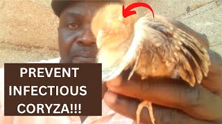 How to Prevent Infectious Coryza 2N Farms [upl. by Bobbe194]