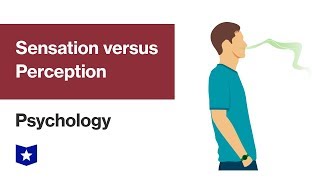 Sensation versus Perception  Psychology [upl. by Esinaj]