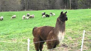 Llama Herding ORIGINAL [upl. by Dougall]