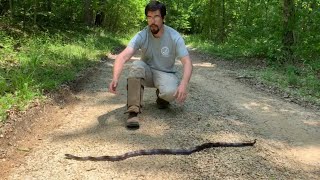 Is the Black Rat Snake Aggressive [upl. by Mikol]