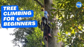 Basic climbing techniques Basic tree ascent [upl. by Gnouhc333]