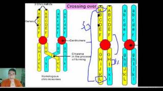 Explaining Recombination Frequencies amp Linkage Gene Mapping Part 2 [upl. by Enneiviv]