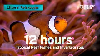 12 Hours Of Tropical Coral Reef Fishes At Monterey Bay Aquarium  Littoral Relaxocean [upl. by Revart]