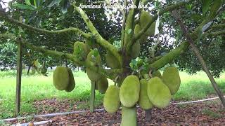 Jackfruit Plantation [upl. by Lorraine569]