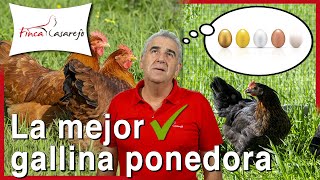 ¿Cuál es la mejor gallina ponedora ✅ [upl. by Helbonna]