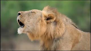 Two Lion Prides  Who Will Come out on Top  National Geograhpic Documentary HD [upl. by Iran]