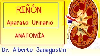 RIÑON y APARATO URINARIO anatomía [upl. by Nohtan]